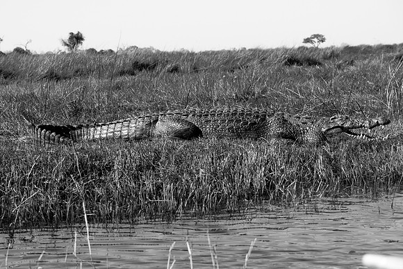 Croc 20+ ft long. Okavango Delta