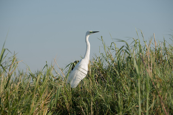 Great White Egret