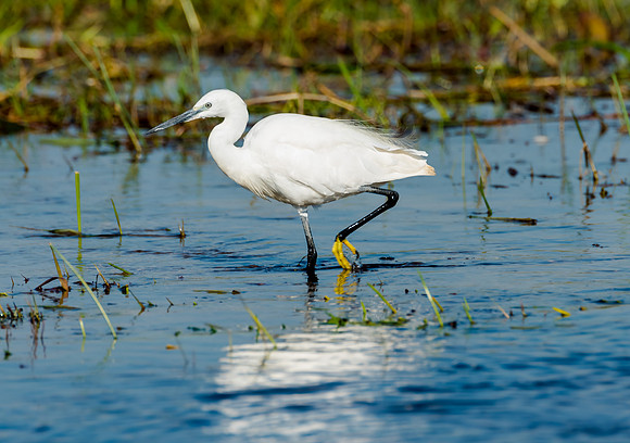 Little White Egret