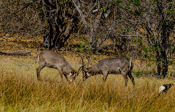 Water Bucks challenge
