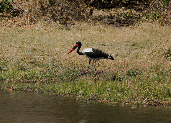 Saddle-billed Stork