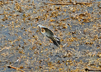 Blue Heron