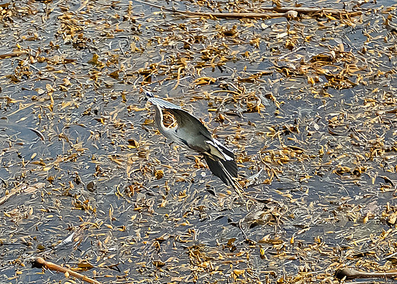 Blue Heron