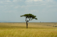 Tanzania Kenya Safari I