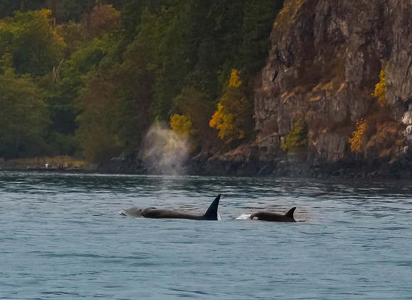 Orca's or Killer Whales