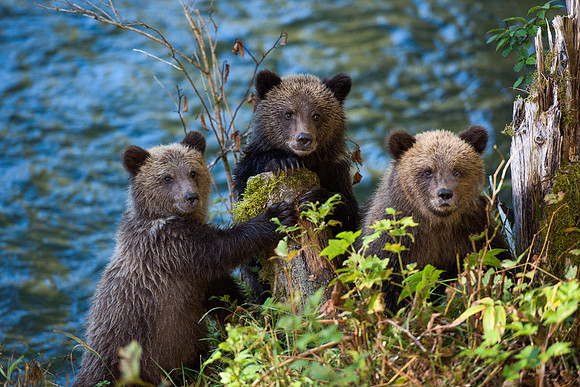 3 Bears