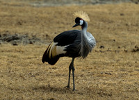 Tanzania & Kenya Birds