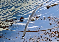 Sea Gull