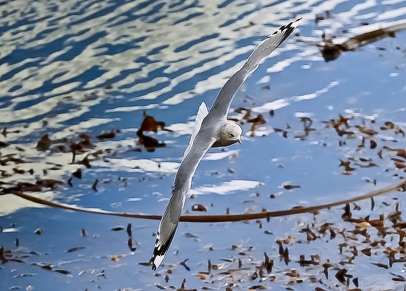 Sea Gull