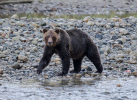 Grizzly Bear