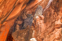Owl Cyn/Horned Owls