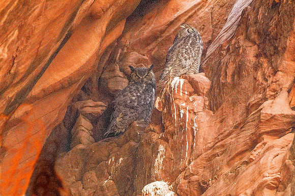Owl Cyn/Horned Owls