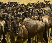 The Great Migration