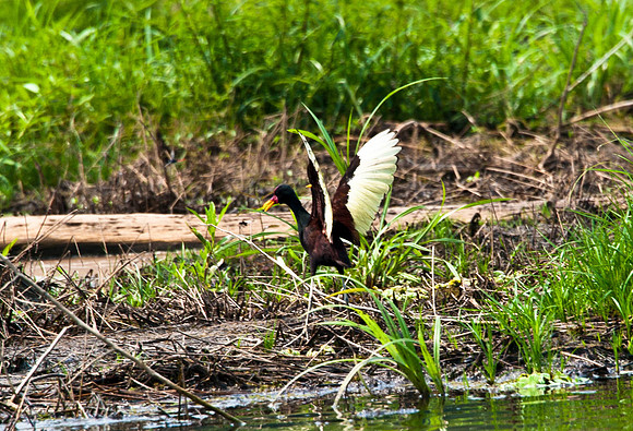 Along the Amazon-38