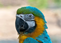 Macaw