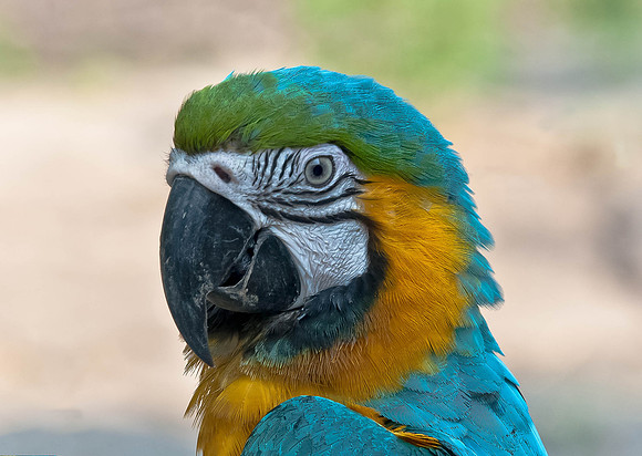 Macaw