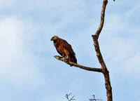 Along the Amazon-7