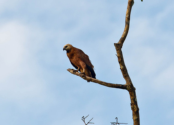 Along the Amazon-7