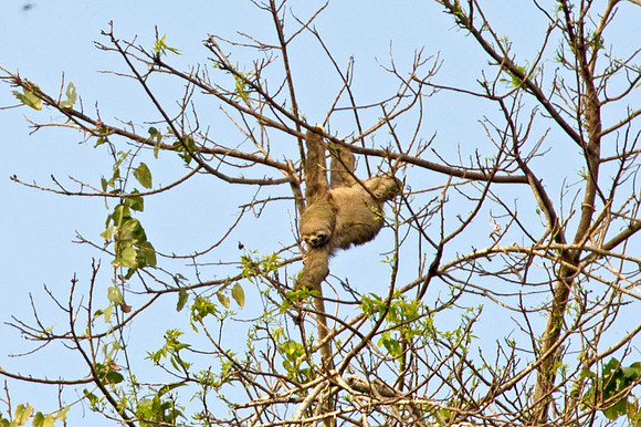 Along the Amazon-9