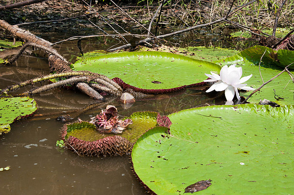 Giant Water Lily Pads