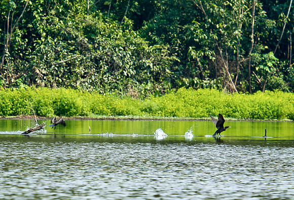 Along the Amazon-29