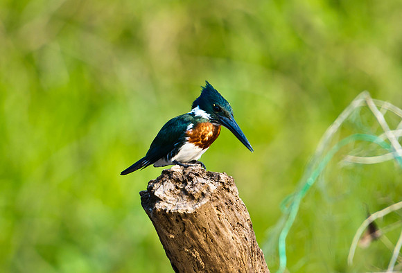 Amazon Kingfisher