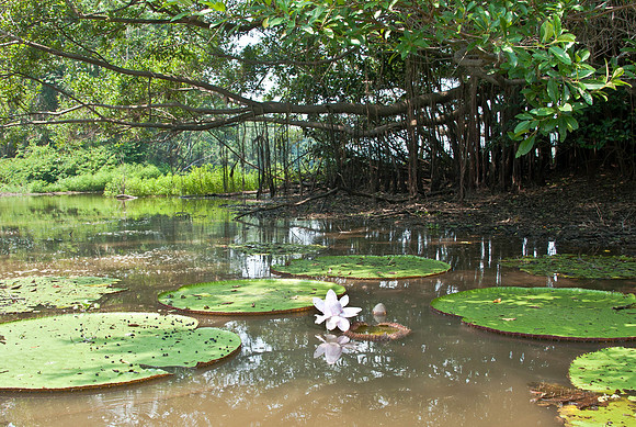 Giant Water Lily Pads