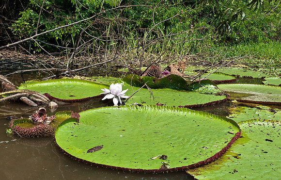 Giant Water Lily Pads