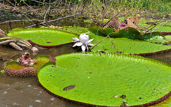 Giant Water Lily Pads
