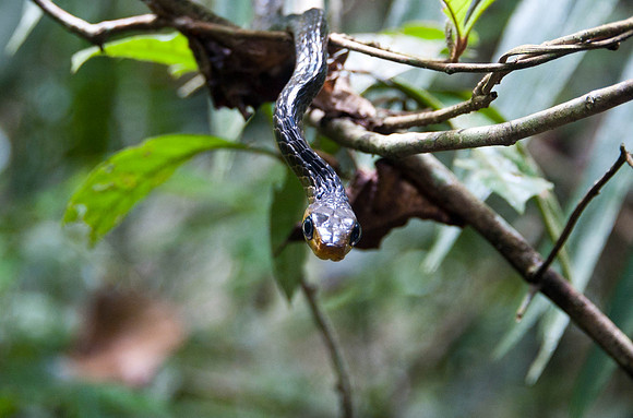 Along the Amazon-3
