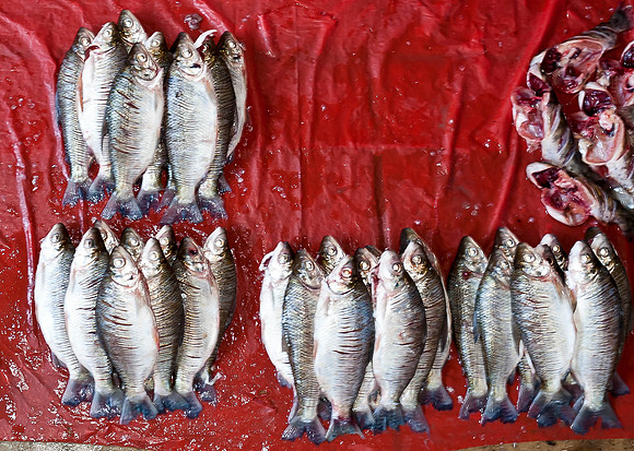 Day's catch