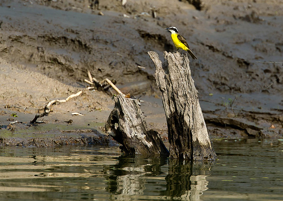 Social Flycatcher