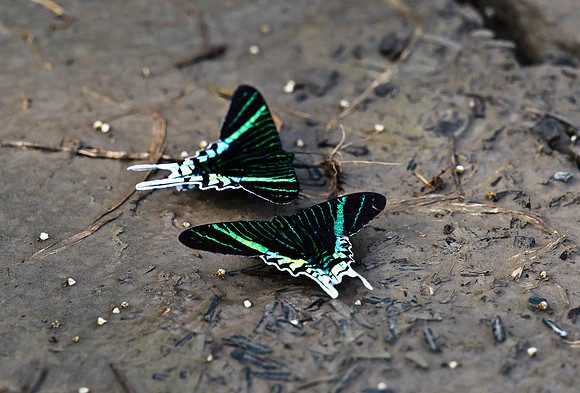 Along the Amazon-24