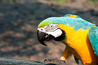 Macaw
