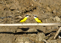 Social Flycatcher