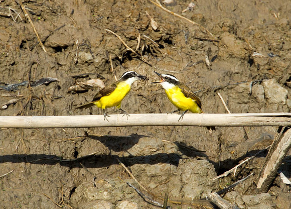 Social Flycatcher