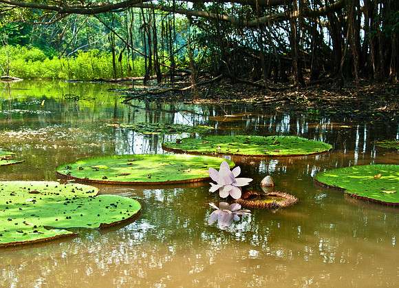 Giant Water Lily Pads