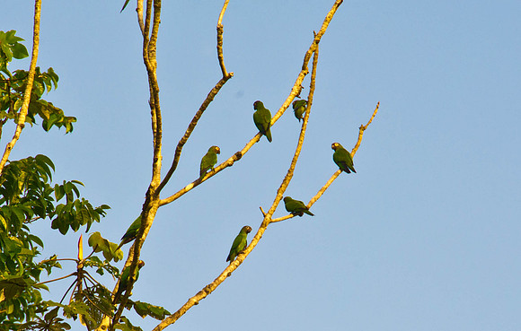 Parrot Tree