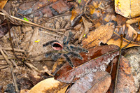 Tarantula
