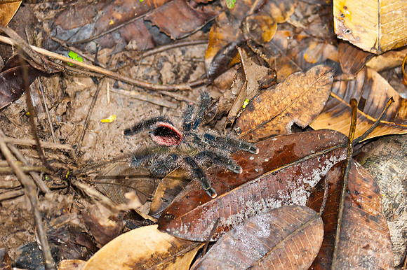 Tarantula