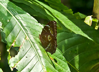 Owl Butterfly