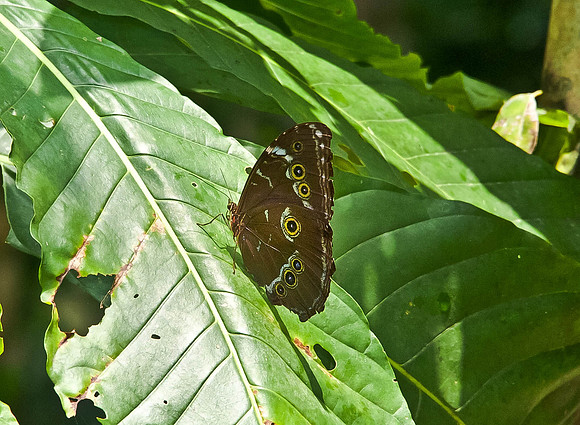 Owl Butterfly