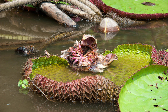 Giant Water Lily Pads