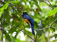 Blue-crowned Trogon