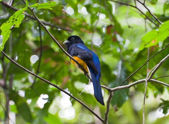 Blue-crowned Trogon