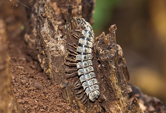 Centipede