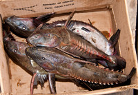 Catfish