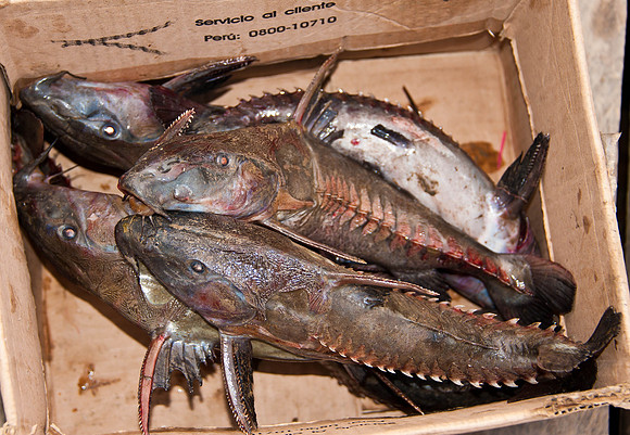 Catfish