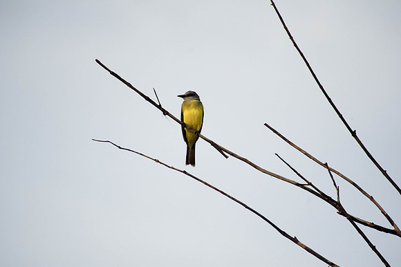 Social Flycatcher