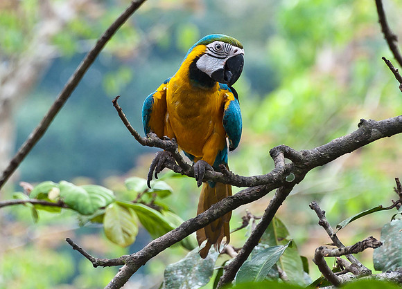 Along the Amazon-22